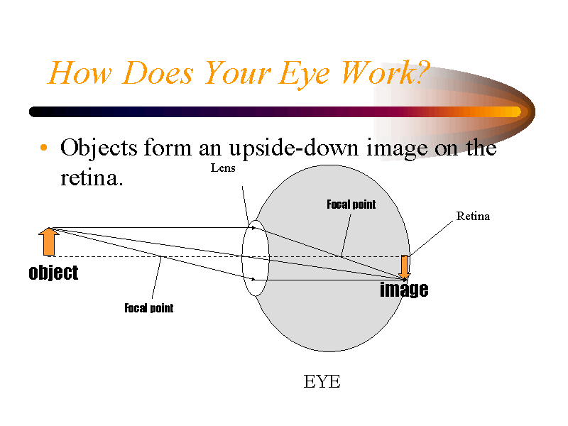 How Does Your Eye Work?